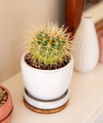 کاکتوس بشکه ای یا خمره ای، فرو کاکتوس (Barrel Cactus)